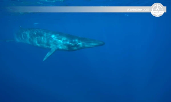 Dolphin And Whale Watching Trincomalee-Sri Lanka
