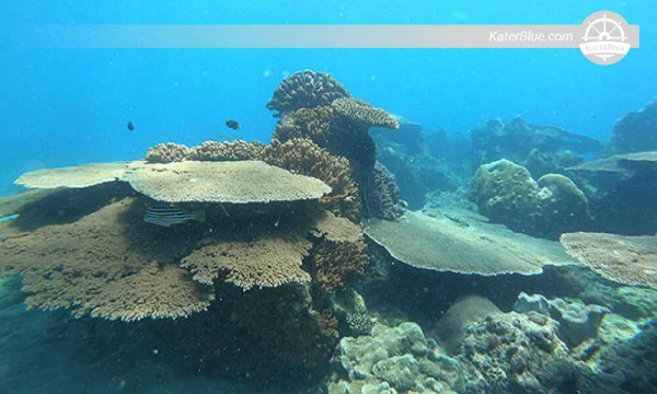 Explore corals Trincomalee-Sri Lanka