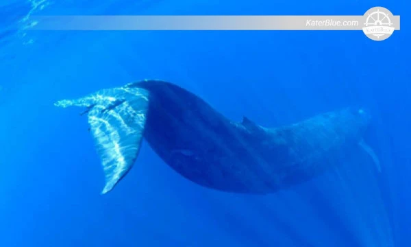 Dolphin And Whale Watching Trincomalee-Sri Lanka
