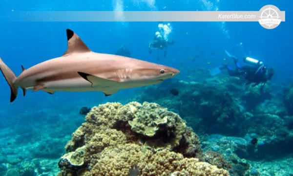 Explore corals Trincomalee-Sri Lanka