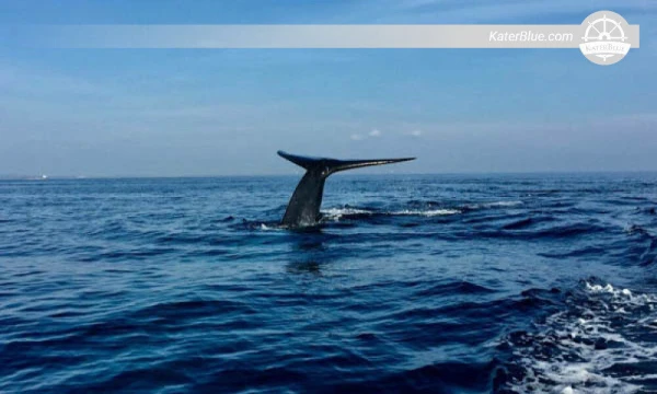 Dolphin And Whale Watching Trincomalee-Sri Lanka
