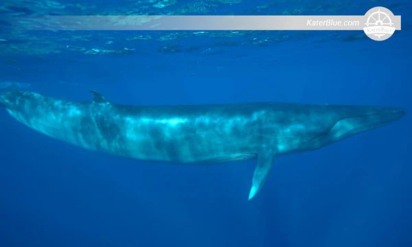 Dolphin And Whale Watching Trincomalee-Sri Lanka
