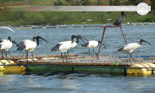 Afternoon Wooden boat cruising experience Buikwe-Uganda