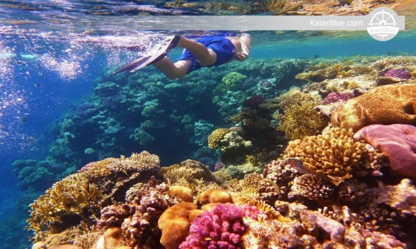 Swim with aquatic life in the Swami rock Blue waters Trinco-Sri Lanka.