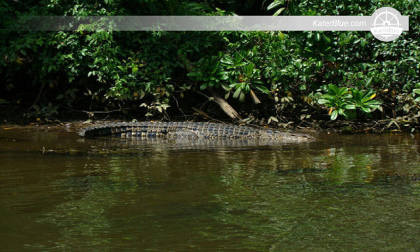 Mangrove River Safari Experience in Bentota-Sri lanka