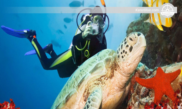 Snorkling med havsdjur längs vattnet i Mount Lavinia, Sri Lanka