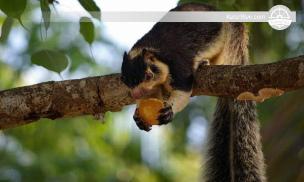 Explore the wonder of mangroves in Madhu river Balapitiya-Sri Lanka