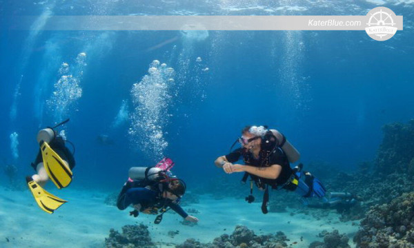 Discover the Ocean's magnificent marine life Trincomalee-Sri Lanka