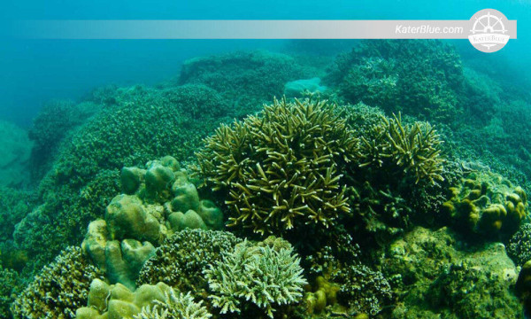 Explore Pigeon island sightseing in Trincomalee-Sri Lanka
