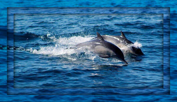 Adventures Dolphin watching tour Kalpitiya-Sri Lanka