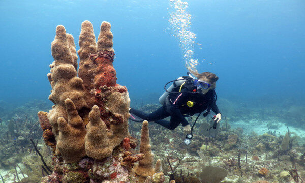 Private excursion to Catalina, discovery, scuba diving and snorkeling Bayahibe, Dominican Republic