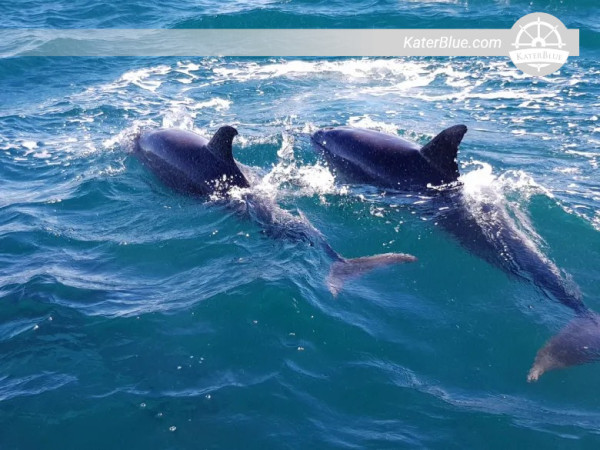 Small-group Soft-riding boat tour Whitianga, New Zealand